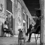 Perro cubano