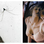La mujer araña