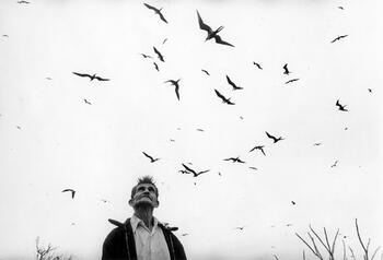 El señor de los pájaros
