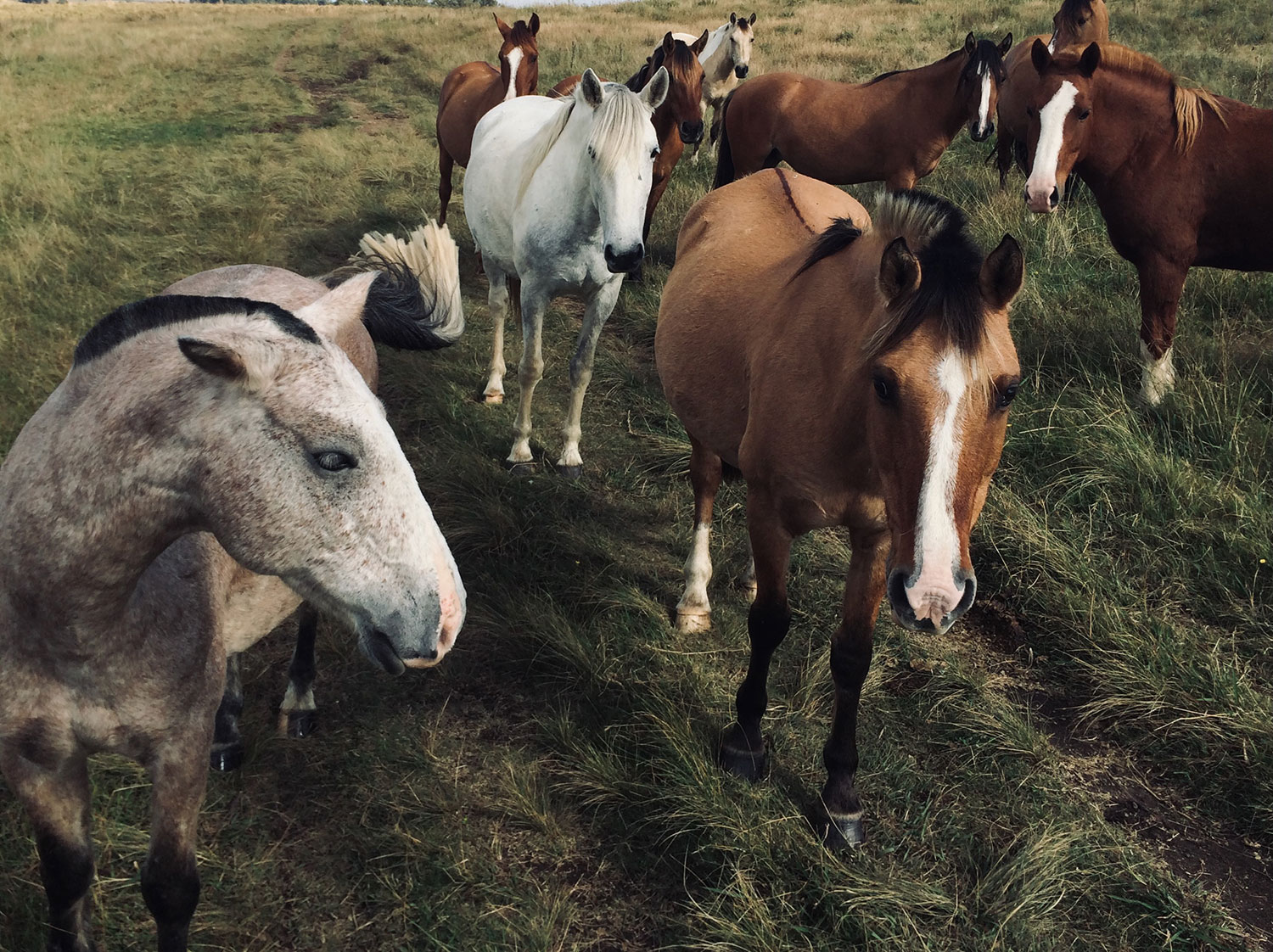 Criollo Ponies, Establecimiento Don Serafin