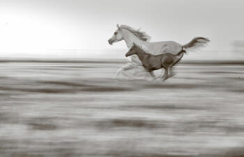 Amparo | Equino 