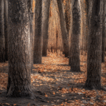 Otoño