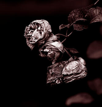Rosas de mi jardin