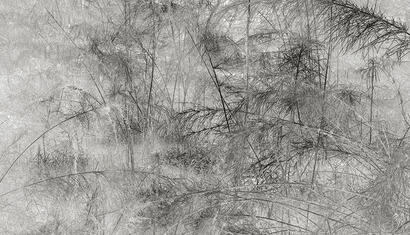 Daniel Ackerman Textura 05, 2016. Toma directa. Impresión Giclée., papel algodón RAG Photographique 310 grs. 113 x 80 cm.