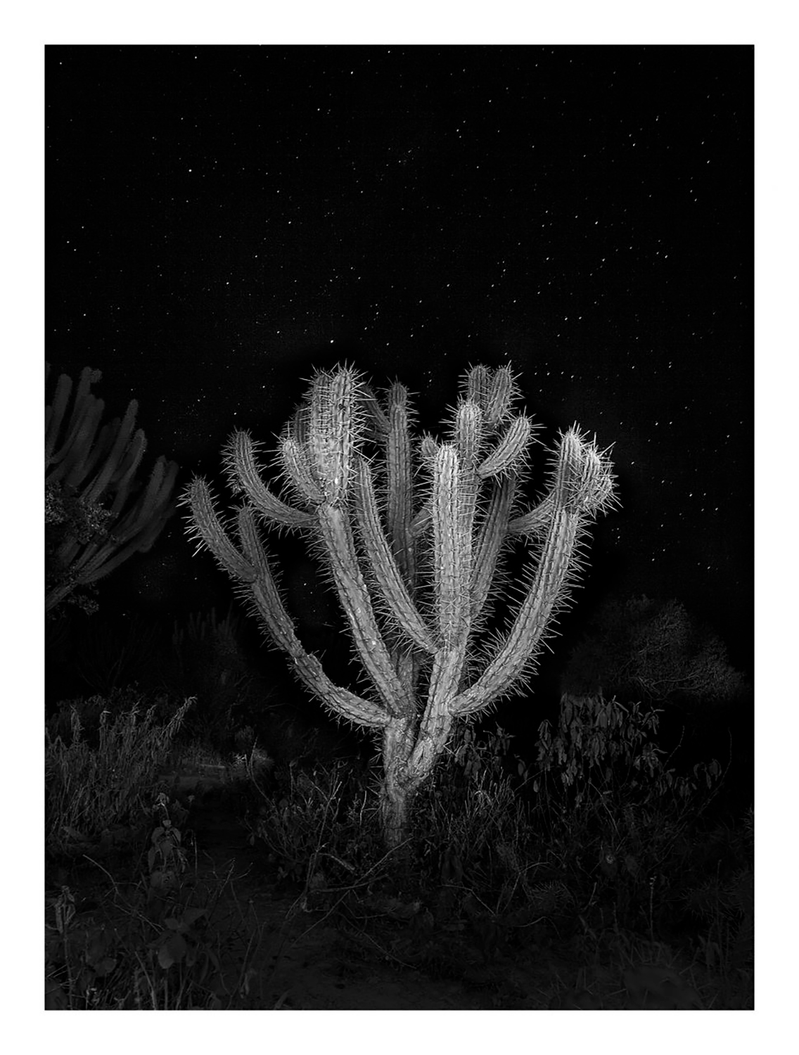 Cactus y Estrellas 